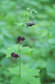 image104