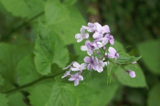 image115