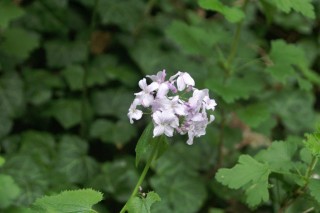 image116