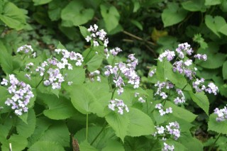 image117