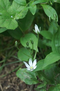 image155