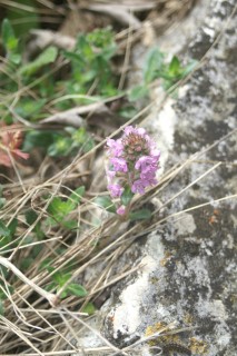 image156